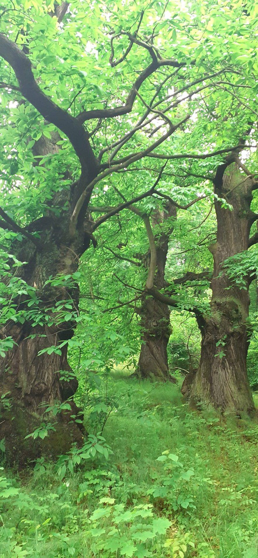 Grüner Wald mit alten Bäumen