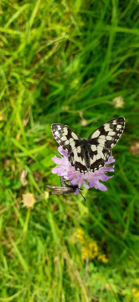 Schmetterling auf lila Blume
