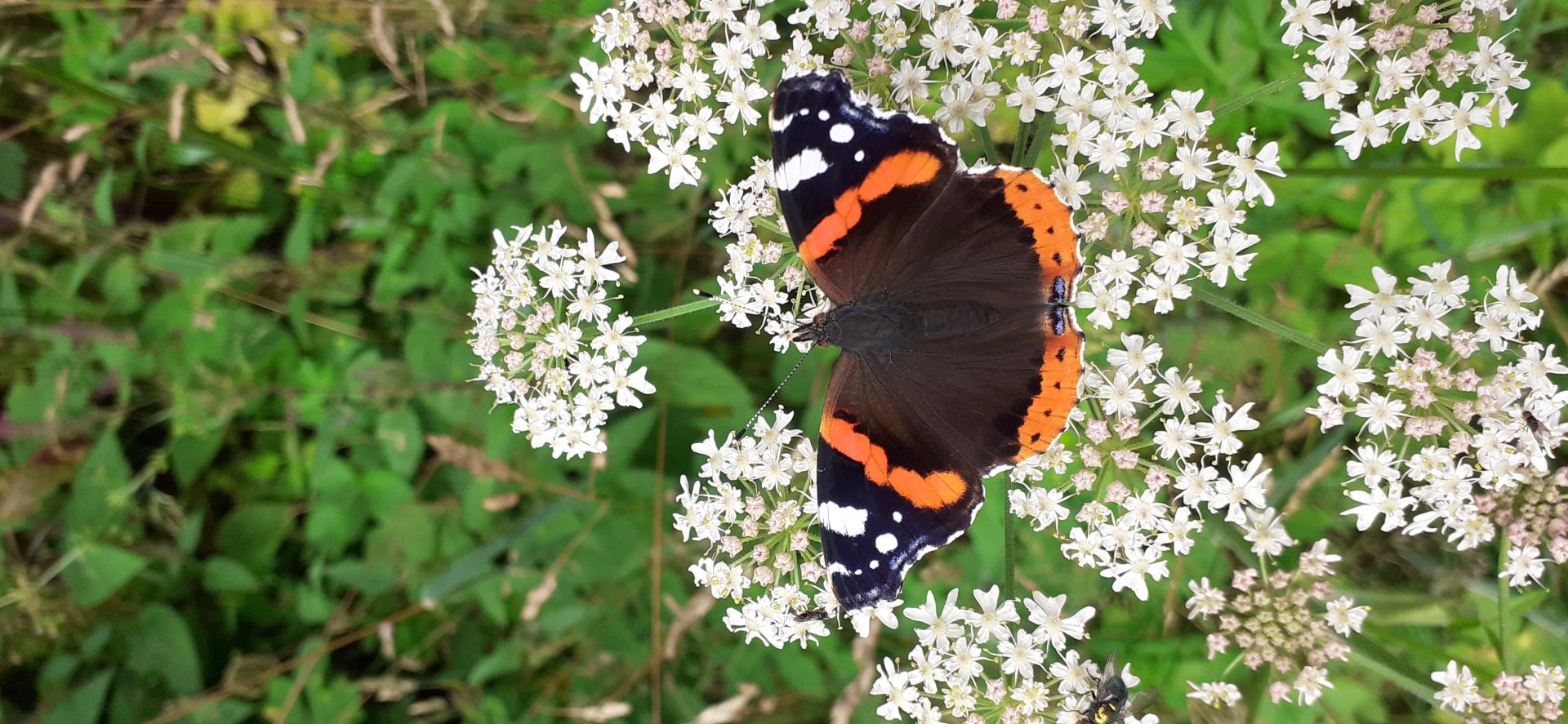 Schmetterling auf weißen Blumen
