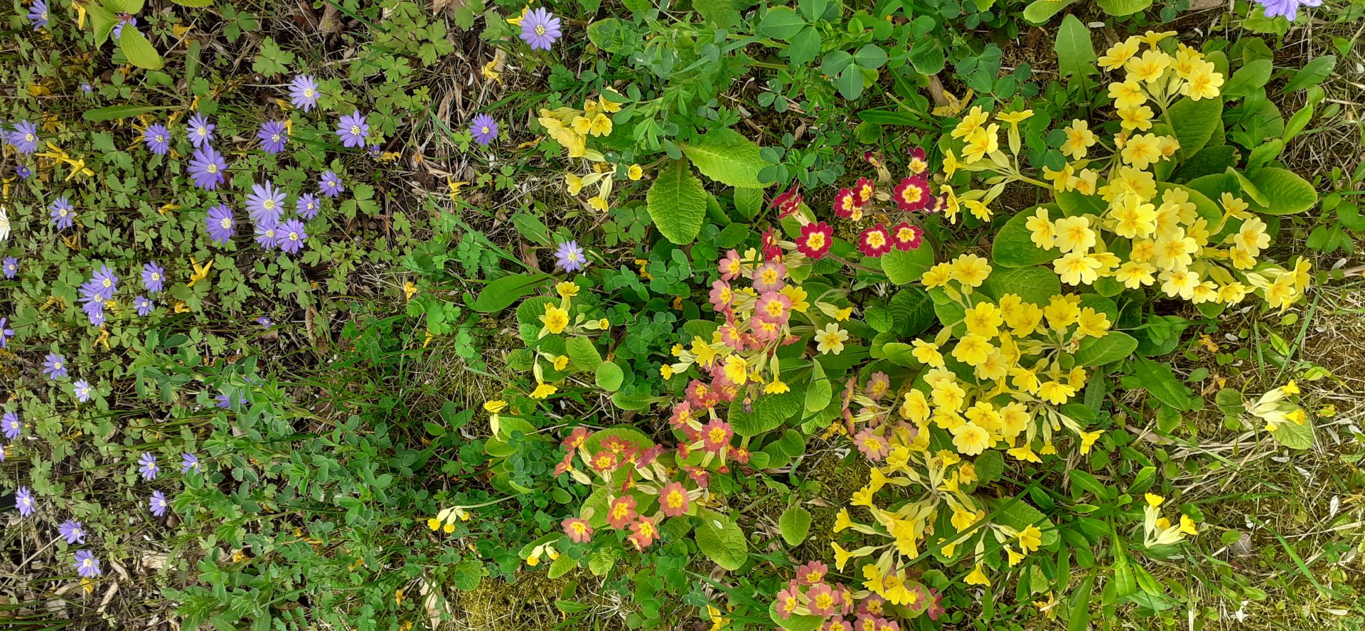 Bunte Blumen im Frühling