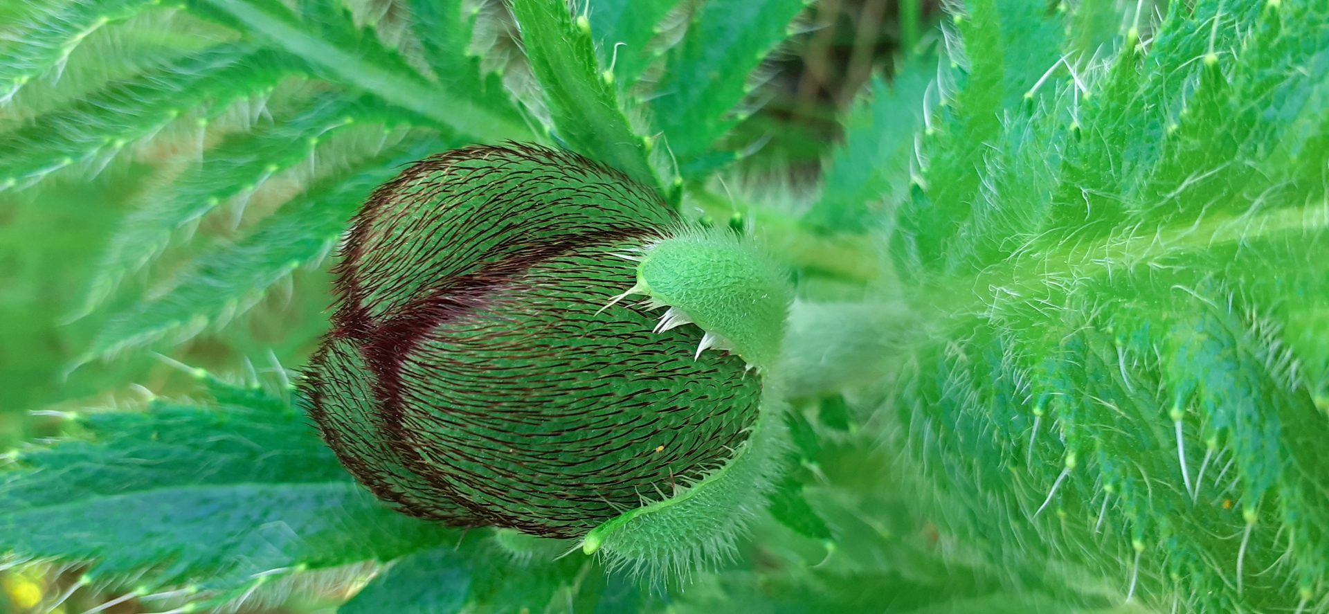 Grünes Blütenknospen mit Haaren